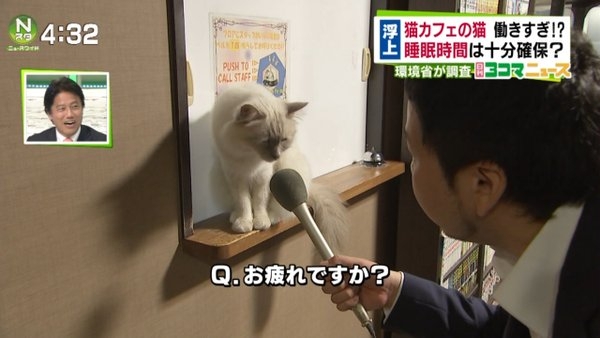 日本記者採訪「工作累了嗎?」 貓咪回應的表情太逗趣!