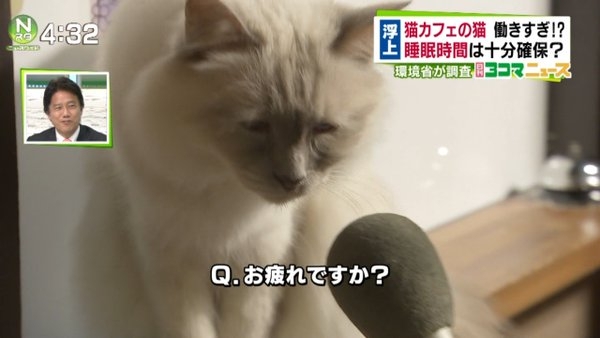 日本記者採訪「工作累了嗎?」 貓咪回應的表情太逗趣!