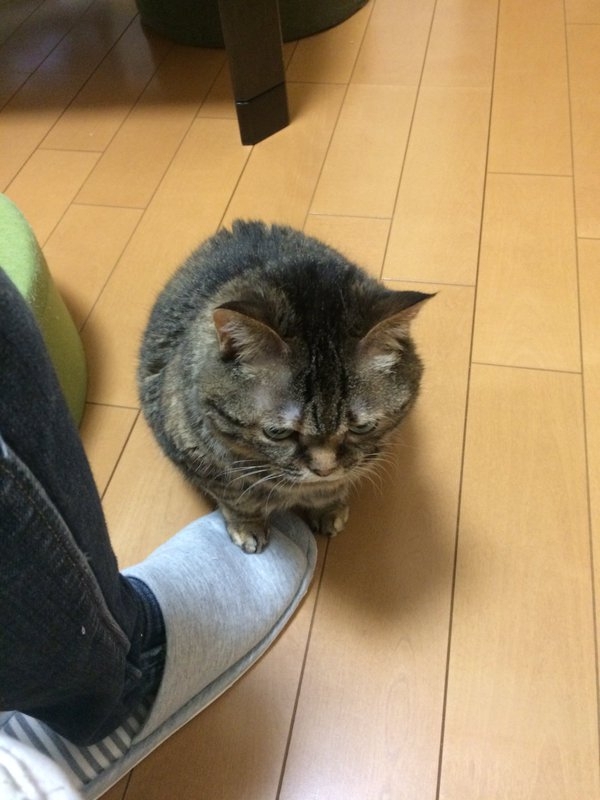 日本記者採訪「工作累了嗎?」 貓咪回應的表情太逗趣!