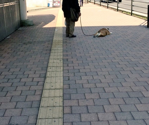 【萌寵特輯】主人為狗狗準備蛋糕慶生 「暴食」的凶惡表情超可愛!