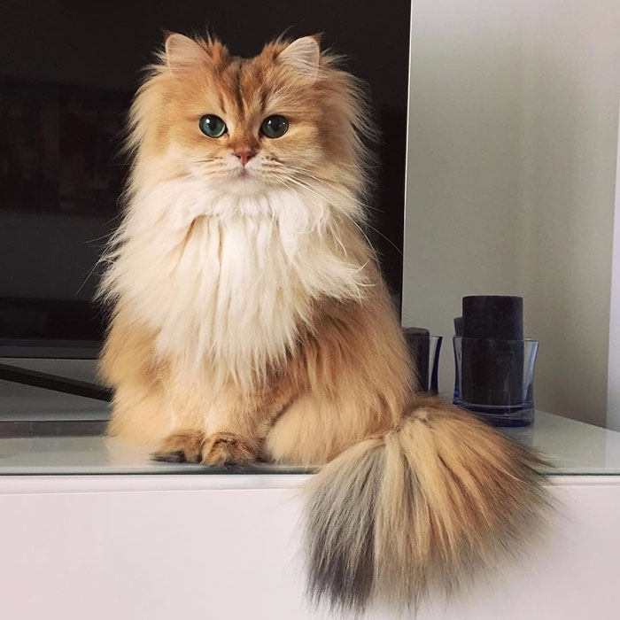 【萌寵特輯】喵界女王！最具優雅氣質的貓咪　美到讓人捨不得移開目光！