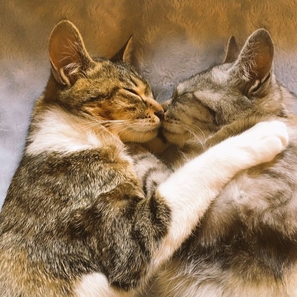【萌寵特輯】這一對貓咪展現了全新的「接吻寢」　可能是世界上最甜蜜的喵星人！