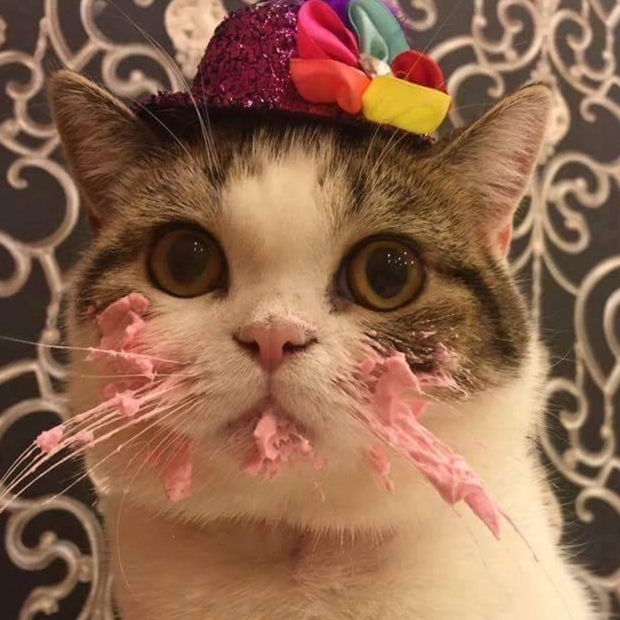 【萌寵特輯】馬來西亞小貓慶生　吃完蛋糕一秒變成粉紅貓超可愛！