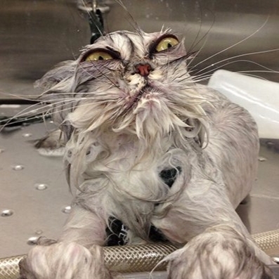 【萌寵特輯】小狗小貓下水洗澡前後對照　原本可愛的寵物跑哪去了！！