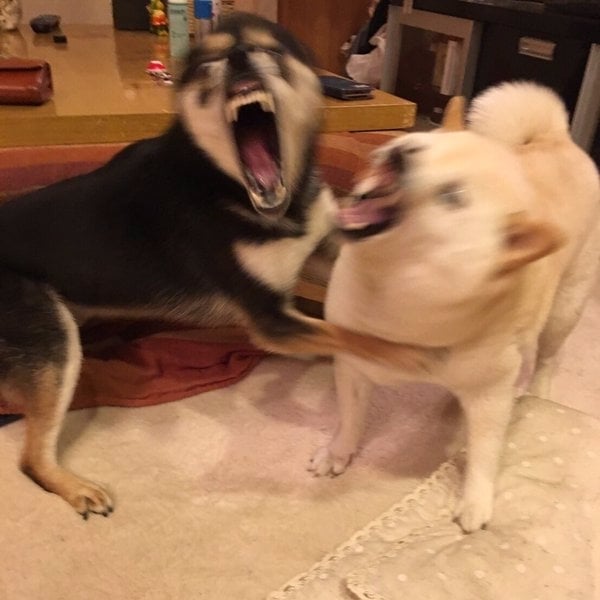 突然發生地震　家裡的 2 隻狗狗瞬間露出「驚恐」表情！