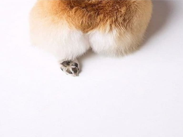 #發現 Instagram：這個專門收集柯基超萌屁屁的帳號，一定要 Follow！
