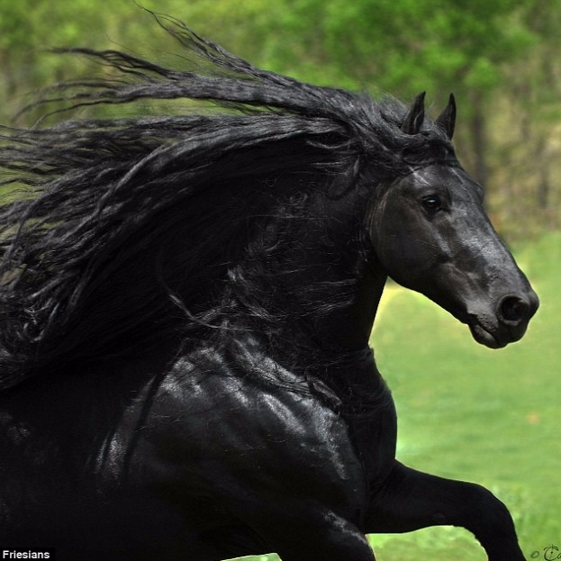 馬界美男子！號稱世界上最帥的公馬　被取名「腓特烈二世」超霸氣！