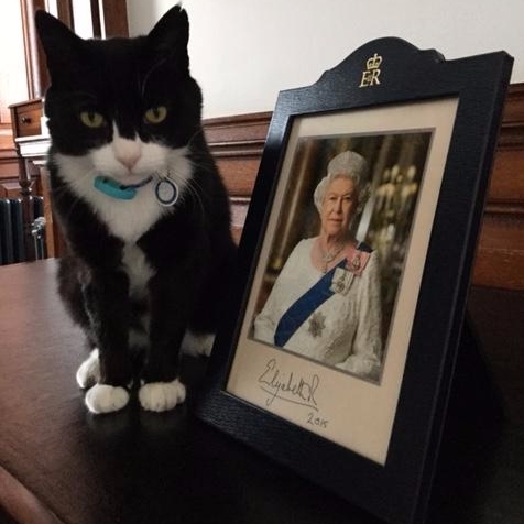 征服天下！英國外交部「貓咪」捕鼠官員　辦公室照片萌出新高度！