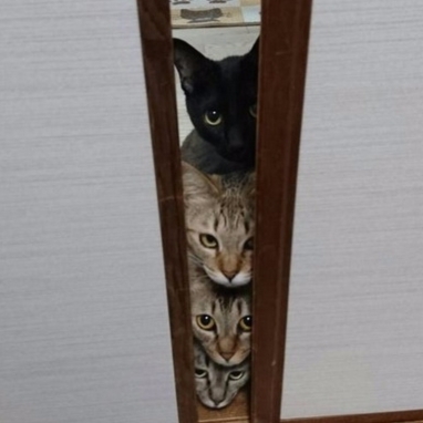 日本害怕吸塵器的四隻喵星人　被飼主拍下了超萌的「貓咪丸子」畫面！
