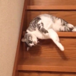 史上最懶貓咪下樓梯　居然用這樣的方式下樓梯...