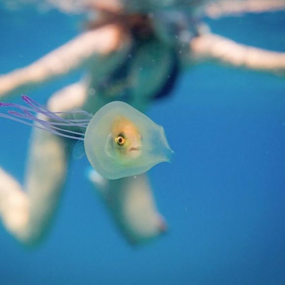 這位水底攝影師捕捉到「在水母中的活魚」　罕見畫面全球爆紅！
