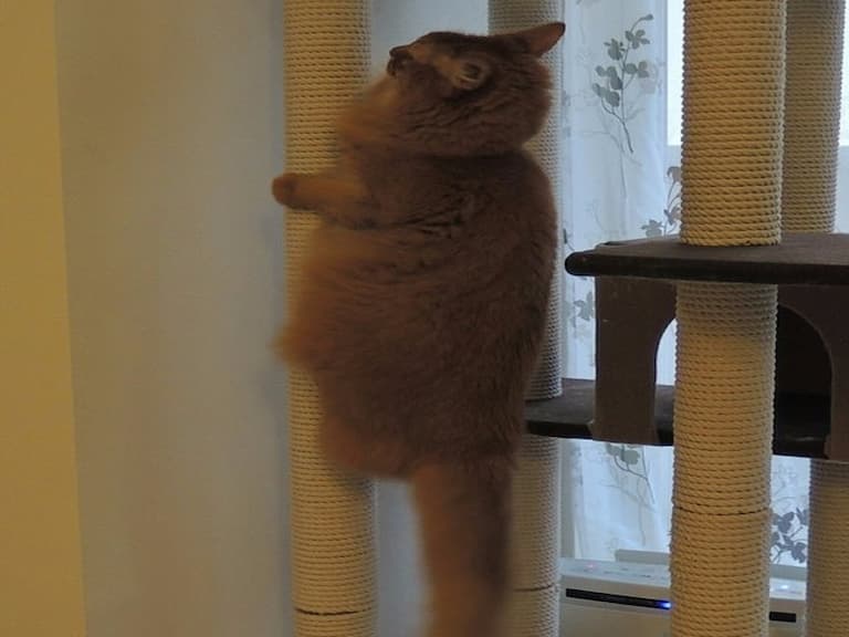 貓塔的新玩法？飼主忍不住吐槽貓咪：你這傢伙是蟬嗎？