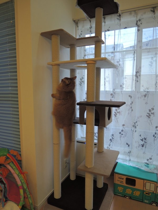 貓塔的新玩法?飼主忍不住吐槽貓咪:你這傢伙是蟬嗎?