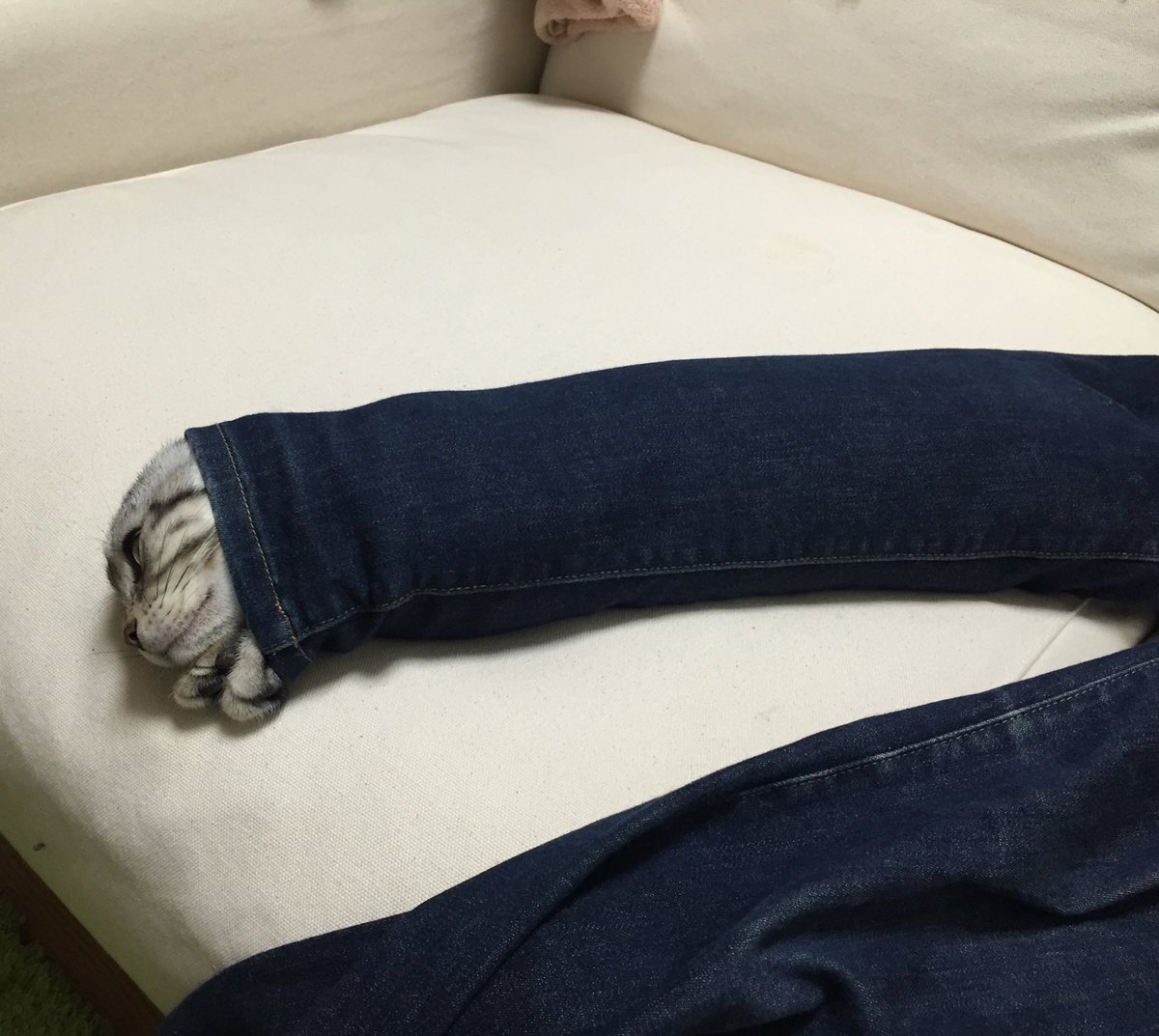 貓塔的新玩法?飼主忍不住吐槽貓咪:你這傢伙是蟬嗎?