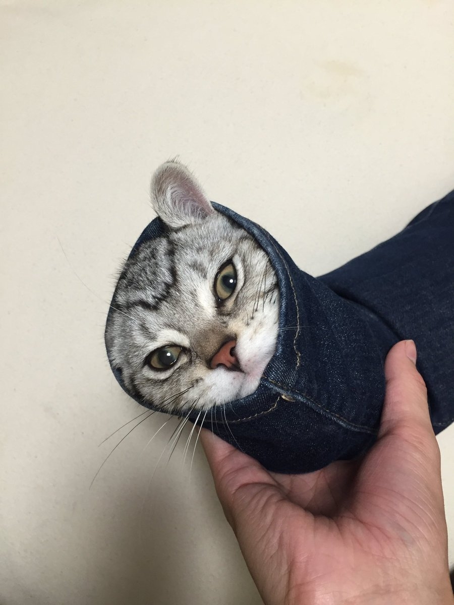 貓塔的新玩法?飼主忍不住吐槽貓咪:你這傢伙是蟬嗎?