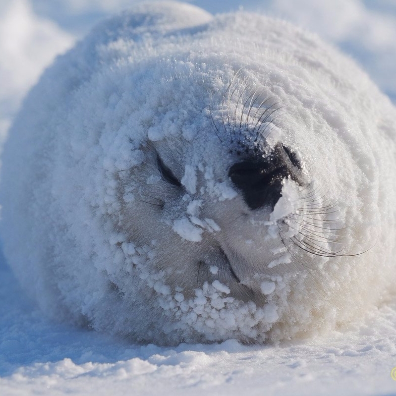 在雪地上翻滾可愛的海豹　未免也太像裹滿白粉的「麻糬」！