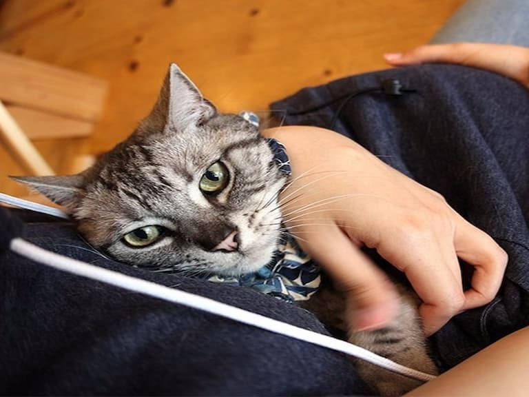 貓奴必敗!喵星人絕對超愛的 Mewgaroo Hoodie!