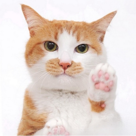 喵星人也可以看「手相」　你家的貓咪肉球是什麼形狀呢？