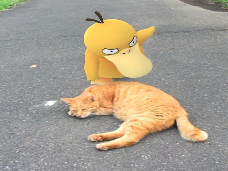 不可思議的《Pokemon GO》奇遇 可達鴨狂揍貓咪之後的結果...