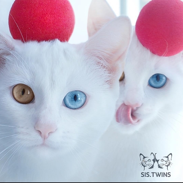 純白雙胞胎貓咪姊妹網路走紅　擁有「雙色眼珠」神秘又美麗！