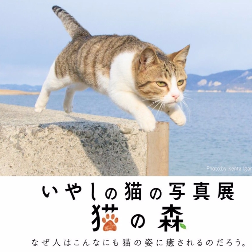 貓奴不能錯過！飛天貓攝影師－五十嵐健太開展覽並推新書《貓的禪修學》！