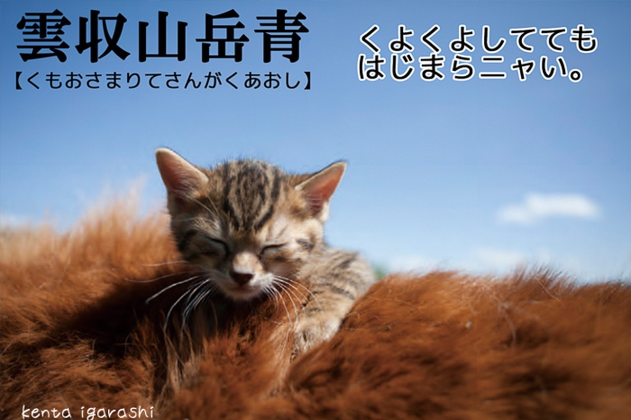 貓奴不能錯過！飛天貓攝影師－五十嵐健太開展覽並推新書《貓的禪修學》！