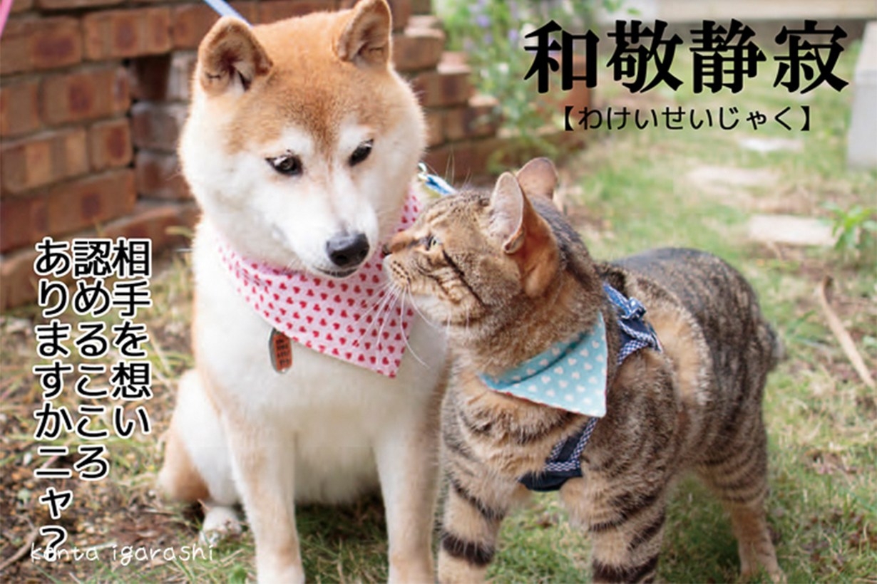 貓奴不能錯過！飛天貓攝影師－五十嵐健太開展覽並推新書《貓的禪修學》！