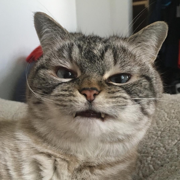 這一隻「圓臉生氣貓」instagram 走紅　被牠蔑視也感到超療癒...