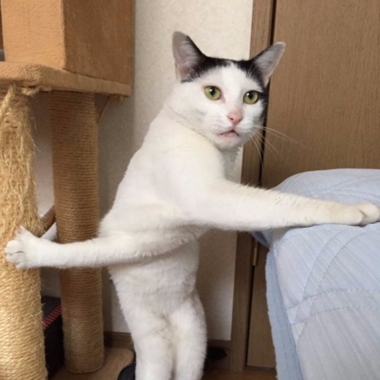 日本貓咪被拍下怪異動作　網友 PS 魂又來了！