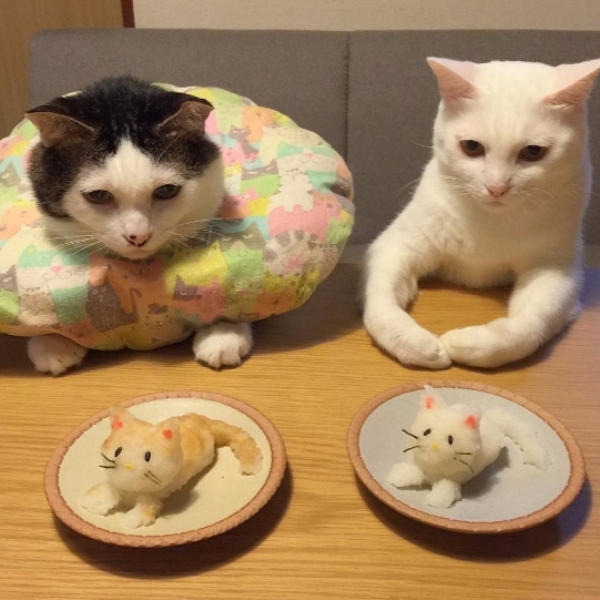 讓貓咪和你一起共桌吃飯吧！日本人的醬油味蘿蔔泥小動物新食法