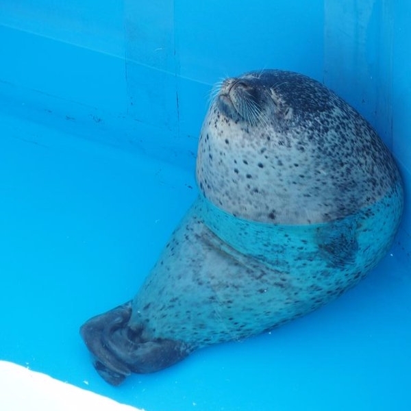 療癒！日本水族館「海豹」下工之後　偷閒睡覺的姿勢實在太可愛！