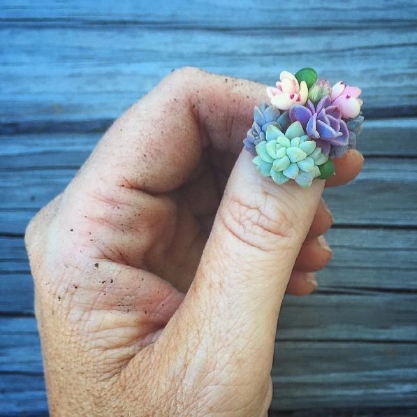 你絕對沒看過「仙人掌指彩」！澳洲細緻度破表的多肉植物微型藝術