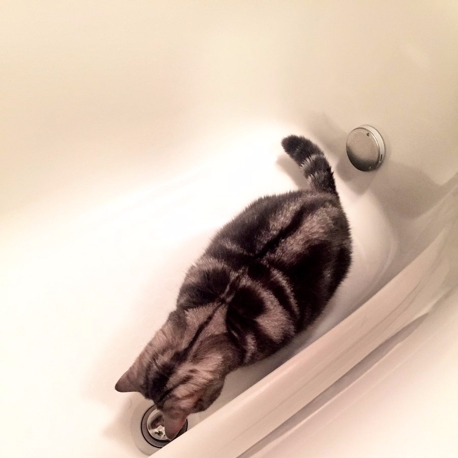 主人好奇貓咪為何一直待在浴缸不走？走近一看恍然大悟，讓網友直呼「太可愛！」