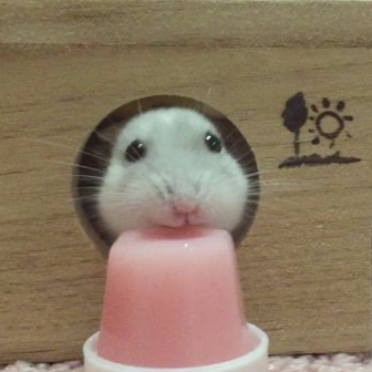 倉鼠用小嘴「高速」狂嗑草莓果凍　可愛模樣令人融化！