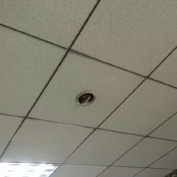 日本上班族在辦公室發現天花板圓洞　「這是老闆新裝的監視器？」