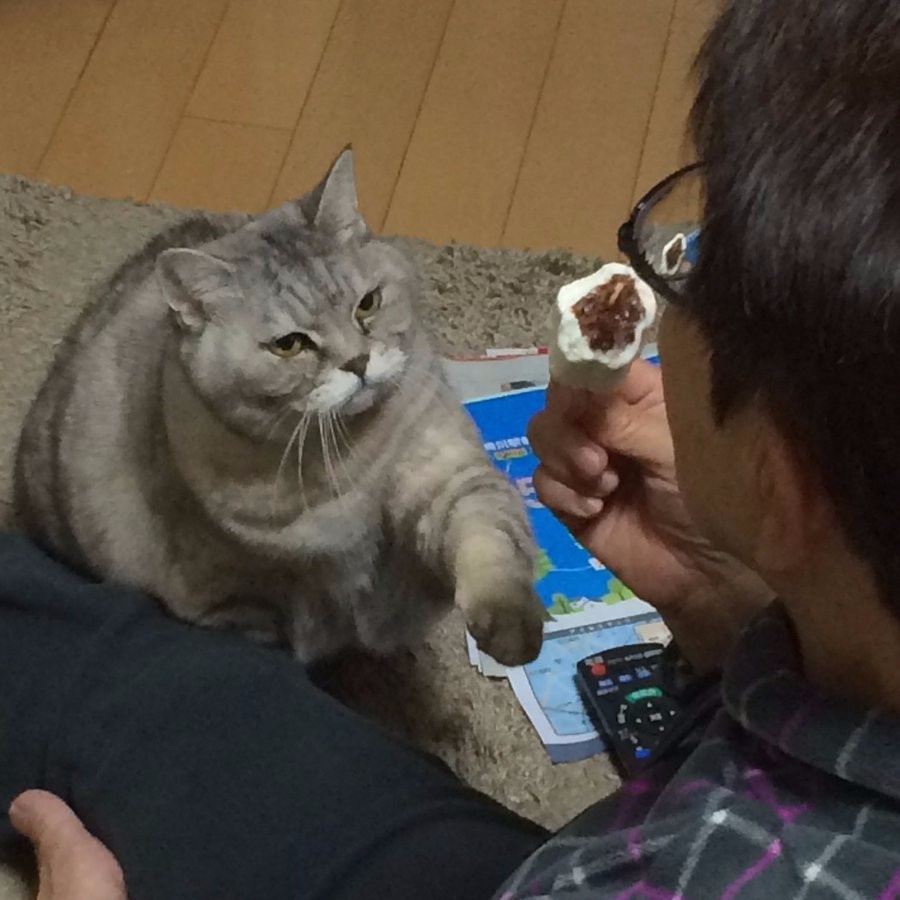 胖貓咪盯著雪糕蠢蠢欲動　下一秒看見主人一口吃掉的表情超爆笑！
