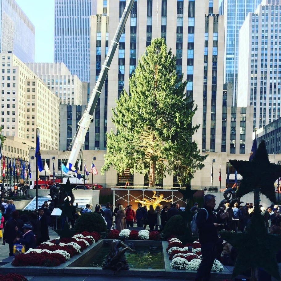 史上第二高聖誕樹正式進入洛克斐勒 月底點燈閃耀紐約！