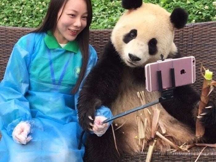 成精了！這隻貓熊與遊客合影會找鏡頭　還吃東西配合照相超萌！