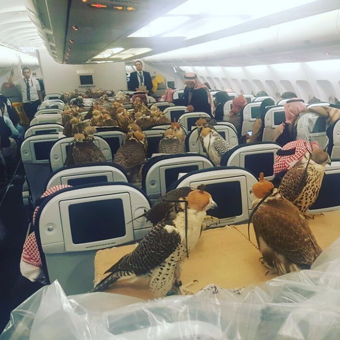 有錢任性！石油王為 80 隻獵鷹購買飛機機位　驚人「土豪」照片遭瘋傳！