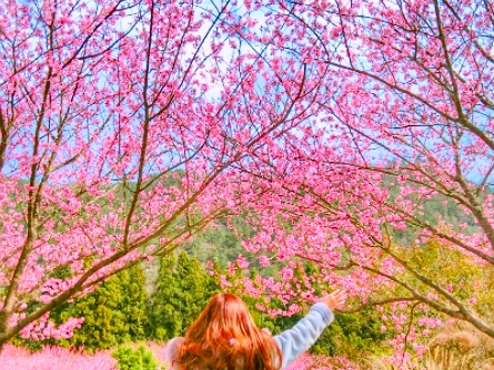 不用去日本也能跟櫻花拍美照!盤點全台 6 大絕美的賞櫻勝地