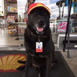 流浪狗成為加油站的第一位全職員工！　背後故事有洋蔥