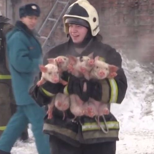 牧場火災戰鬥民族消防隊員接力救出 150 隻小豬！   超感人