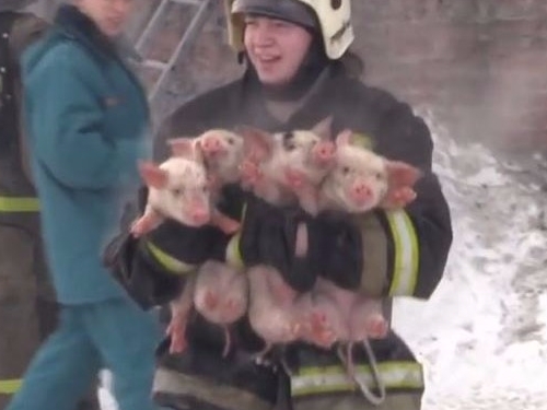 牧場火災戰鬥民族消防隊員接力救出 150 隻小豬！   超感人