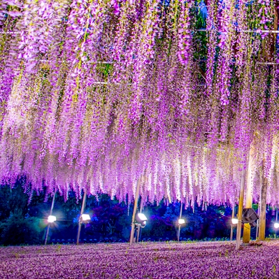 紫色風暴來襲！盤點全球「5個紫色迷幻仙境」，最近的竟然就在日本！