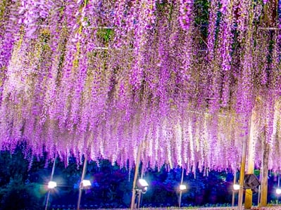 紫色風暴來襲！盤點全球「5個紫色迷幻仙境」，最近的竟然就在日本！