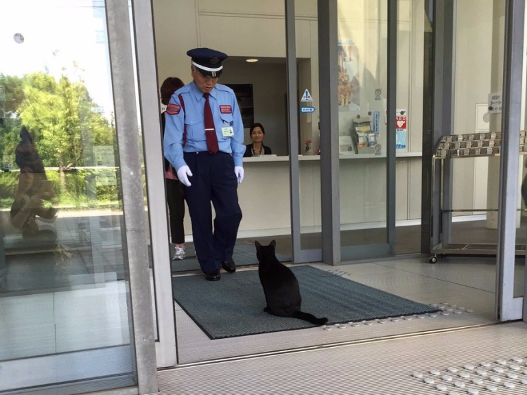 爆笑!日本貓咪想要參觀藝術展 不斷被保全大叔擋下後一臉哀怨站在門口...