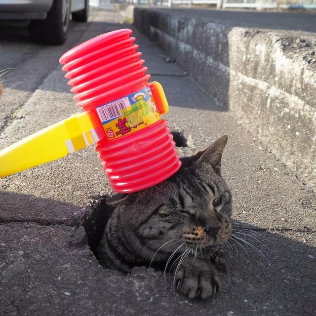超療癒 ! 　日本街頭上演真正的「躲躲貓」大賽 !