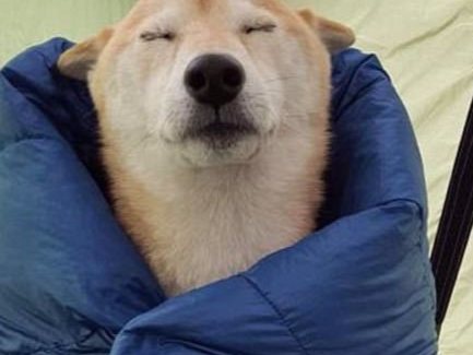 你累了嗎 ? 　汪星人秒睡萌樣照精選！