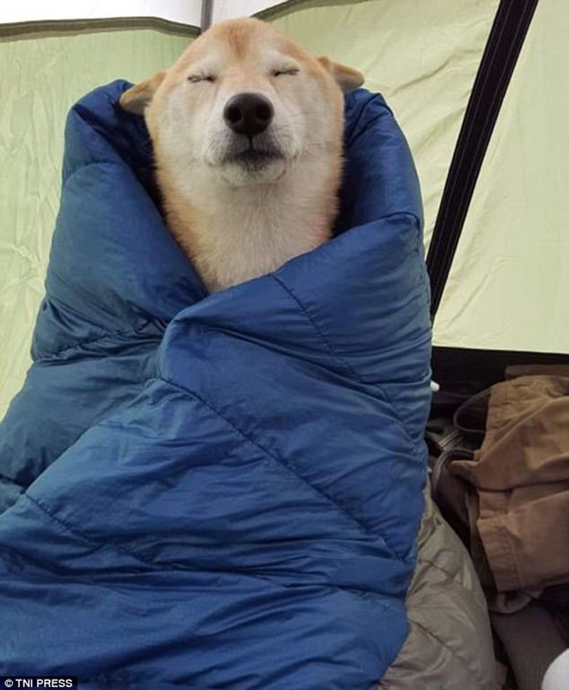 汪星人秒睡萌样照精选!