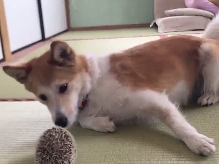 狗狗第一次看見「刺蝟」想跟牠玩　友好的舔一下...立刻被嚇到彈起來！